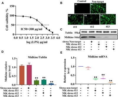 Midkine-Notch2 Pathway Mediates Excessive Proliferation of Airway Smooth Muscle Cells in Chronic Obstructive Lung Disease